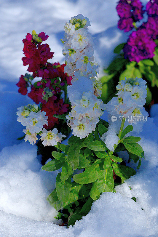 冬天的花与雪:砧木花/ Matthiola incana